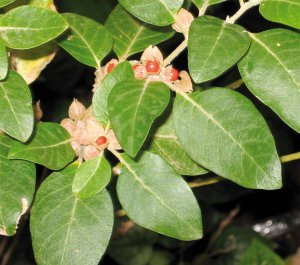 Ashwagandha – Withania somnifera – Ayurvedic Herb