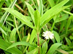 BHRNGARAJA – Eclipta alba – Ayurvedic Herb