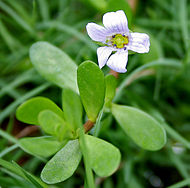 Brahmi