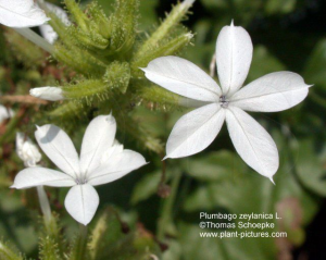 Chitraka - Plumbago zeylanica Linn - Ayurvedic Herb