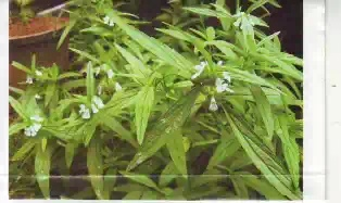 Drona Pushpi – Leucas cephalotus Linn – Ayurvedic Herb