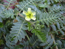 Goksura – Tribulus terrestris – Ayurvedic Herb