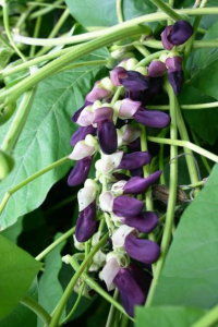 KAPIKACCHU - MUCUNA PRURIENS - Ayurvedic Herb