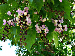 Karanja - PONGAMIA PINNATA - Ayurvedic Herb