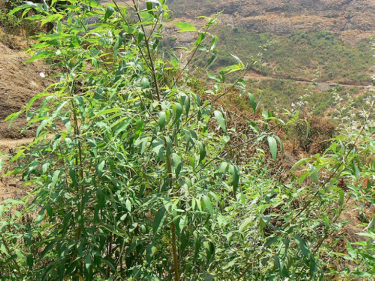 NIRGUNDI – Vitex negundo – Ayurvedic Herb