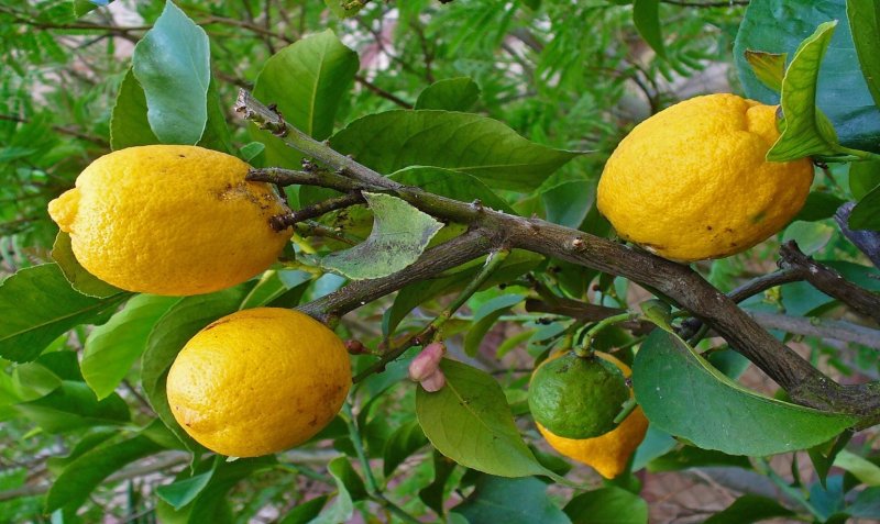 BEEJAPOORAKA – (CITRUS MEDICA)