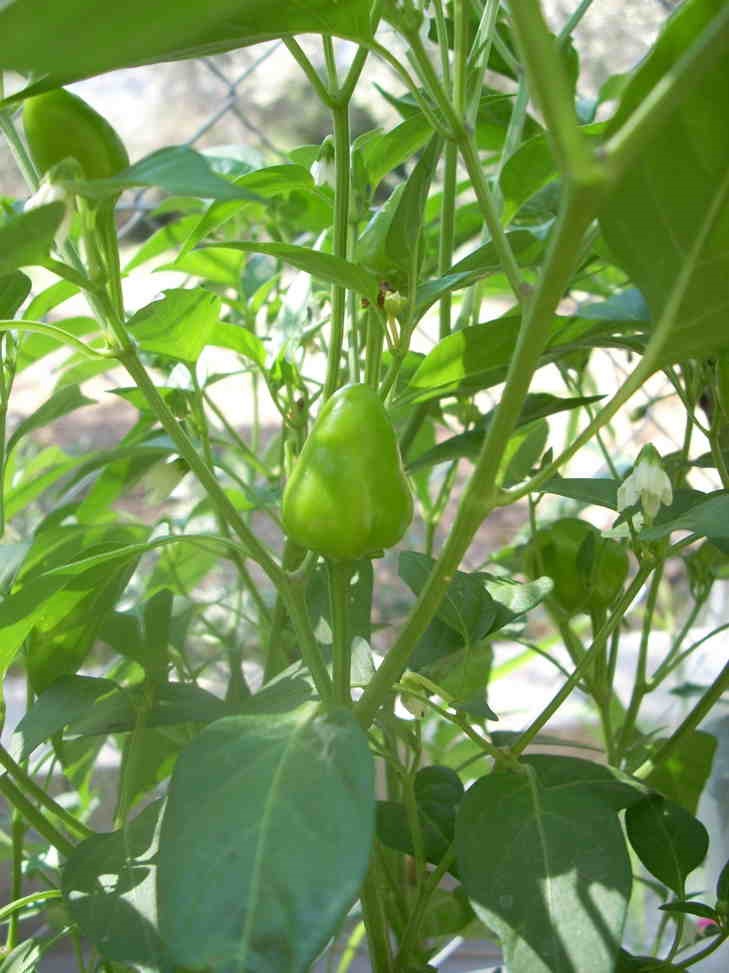 Bola(Commiphora myrrha)