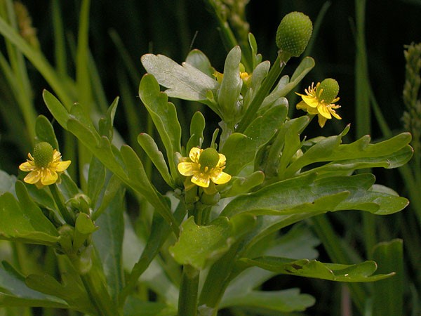 Kandira(Ranunculus sceleratus)