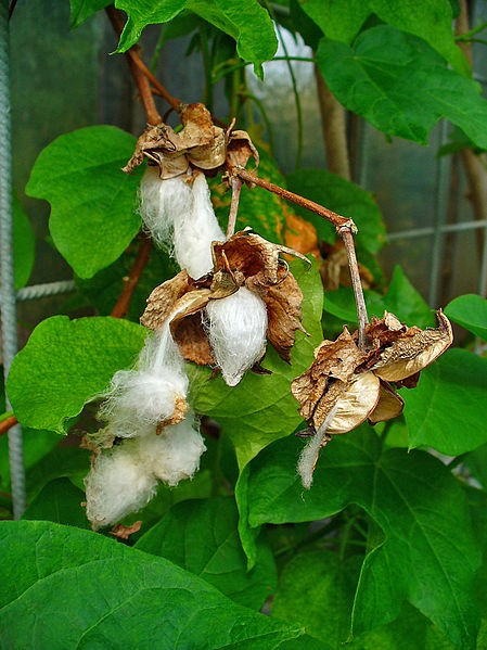 Karpasa(Gossypium herbaceum)