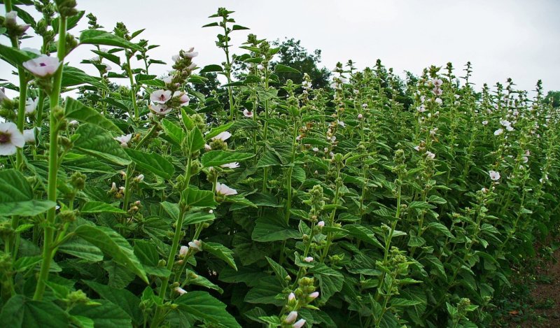 Khatmi (Althea officinalis)