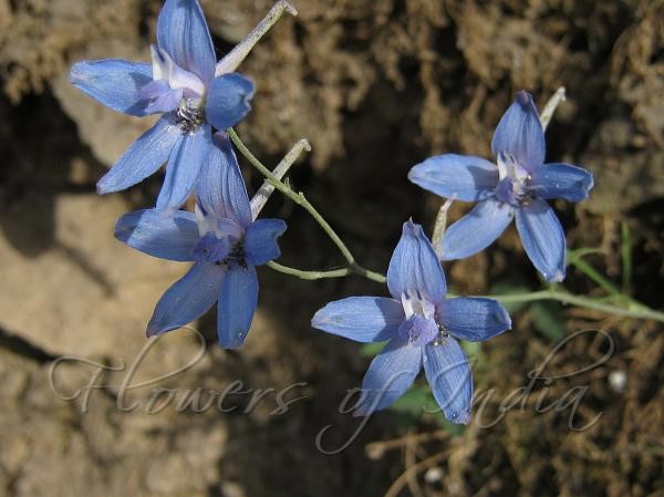 Nirvisha  (Delphinium.denudatum )