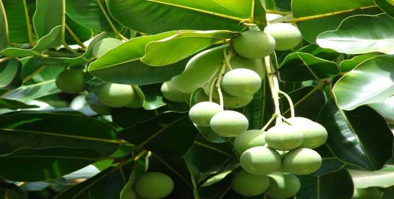 Punnaga – (calophyllum inophyllum)