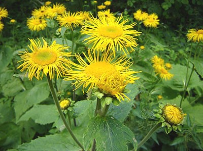 “PUSHKARMULA”  – Inula racemosa