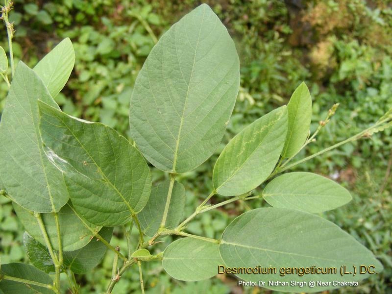 Salaparni – (Desmodium giganticum Roxb)