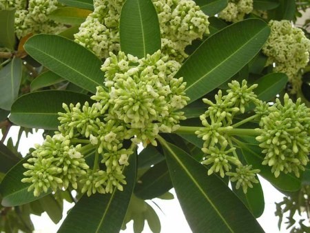 Saptaparna – (Alstonia scholaris R.br)