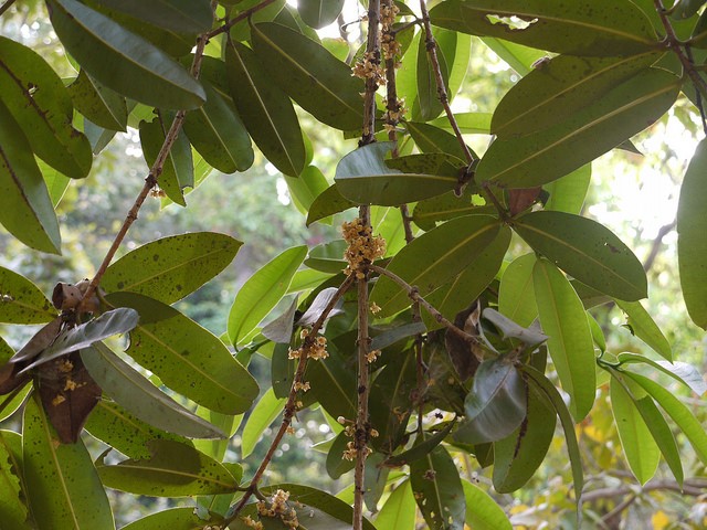 Surapunnaga – OCHROCARPUS LONGIFOLIUS