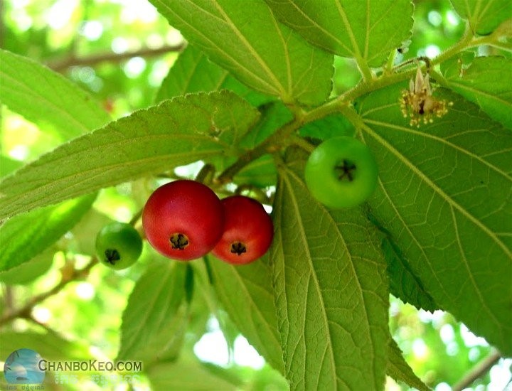 Vikantaka – (Flacourtica indica)