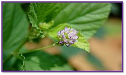 Bakuchi – PSORALEA CORYLIFOLIA