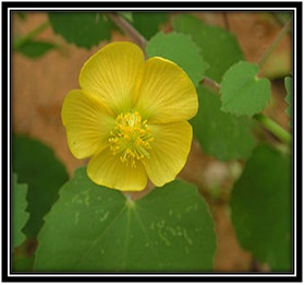 BALA –  Sidacordifolia Linn.