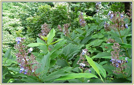 Barangi – CLERODENDRUM SERRATUM