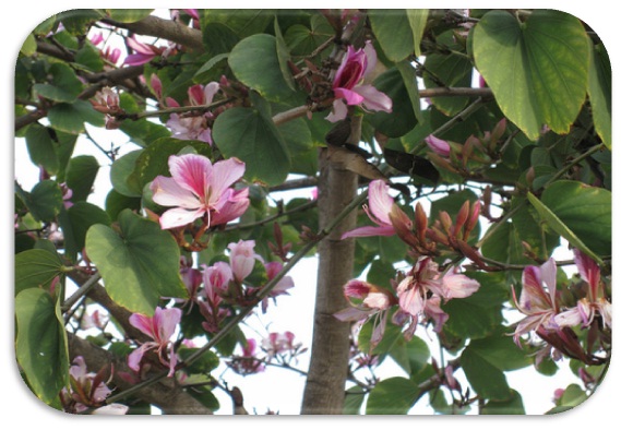 Kanchanara – Bauhinia variegata