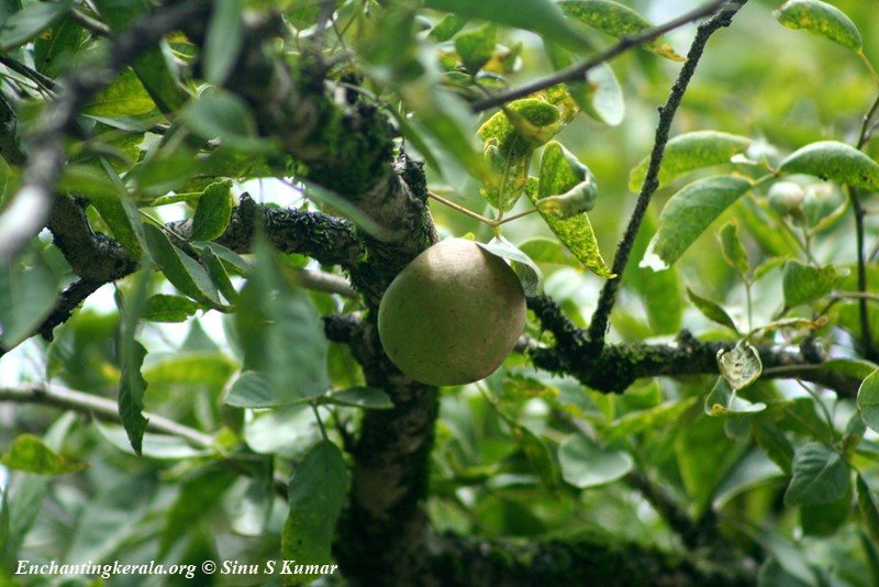 Kupilu – STRYCHNOS NUX- VOMICA LINN.