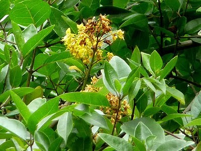 LATA KARANJA  [CAESALPINIA CRISTA]