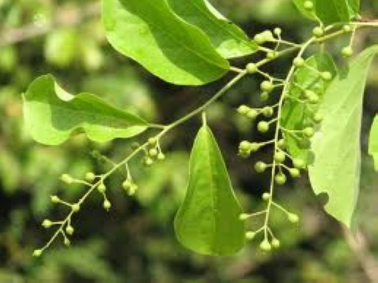 JYOTISHMATI – Celastrus paniculatus – Ayurvedic Herb