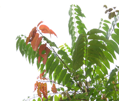 Mahanimba, Aralu, (Ailanthus triphysa Roxb) – Ayurveda Medicinal Plant