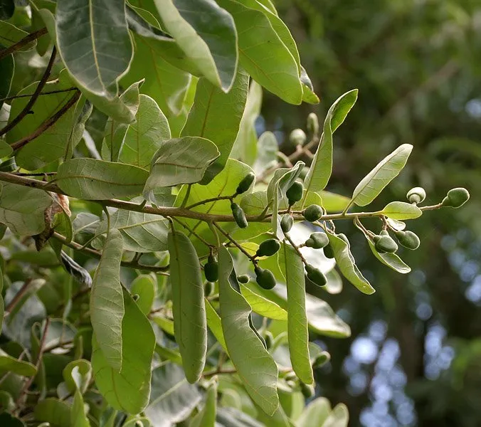 Bhallataka Plant