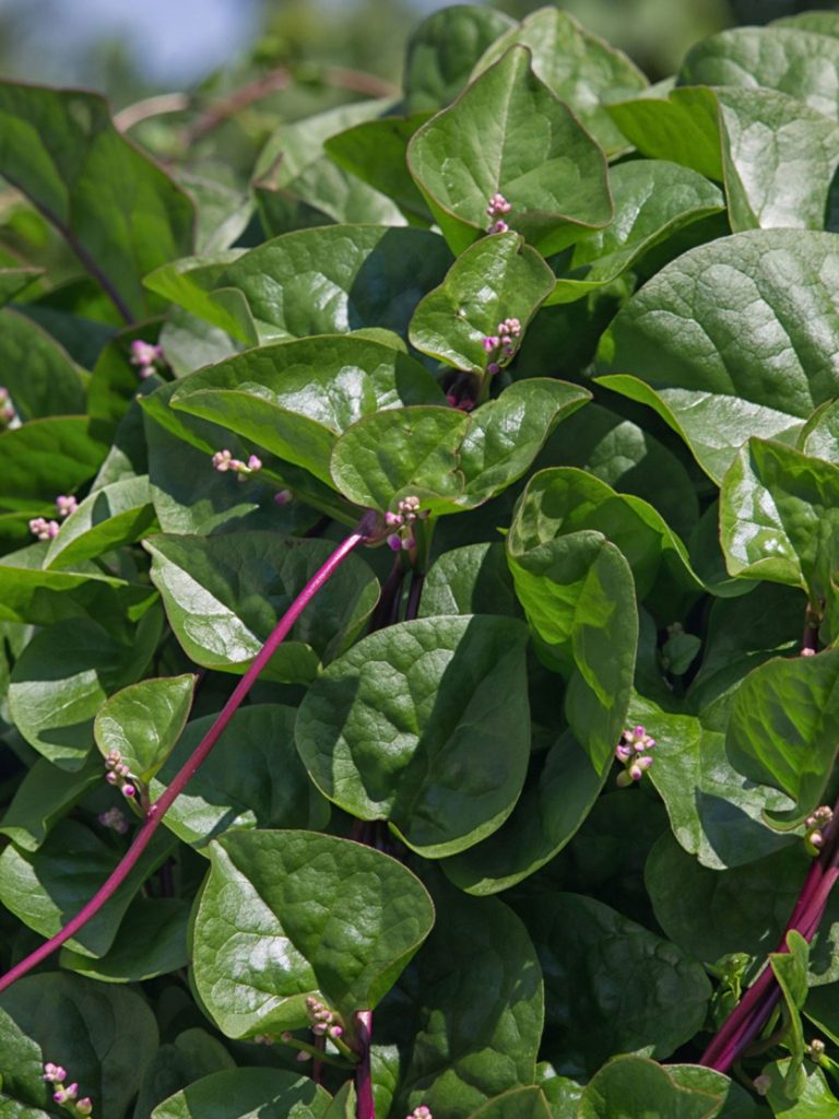 Health Benefits of Malabar Spinach