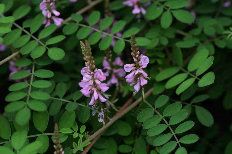 Indigofera Tinctoria