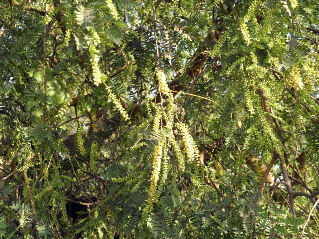 Shami plant in english