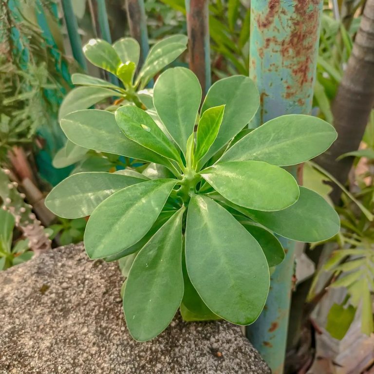 Snuhi Plant