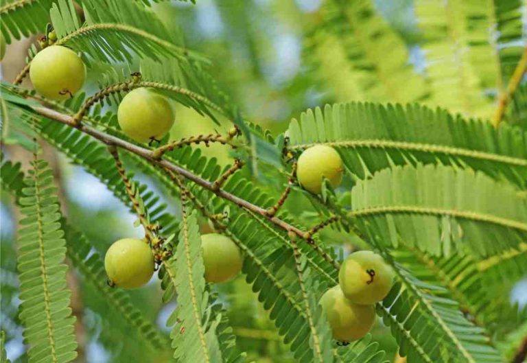 Amla Ayurveda Benefits