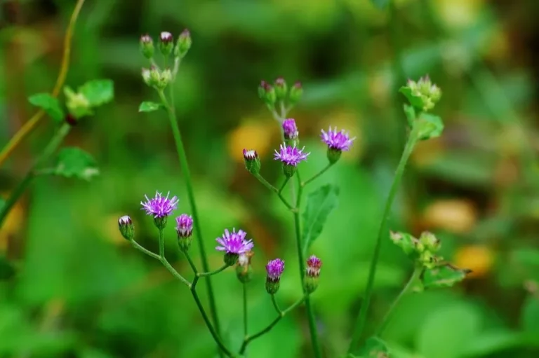 Vernonia Cinerea – Sahadevi